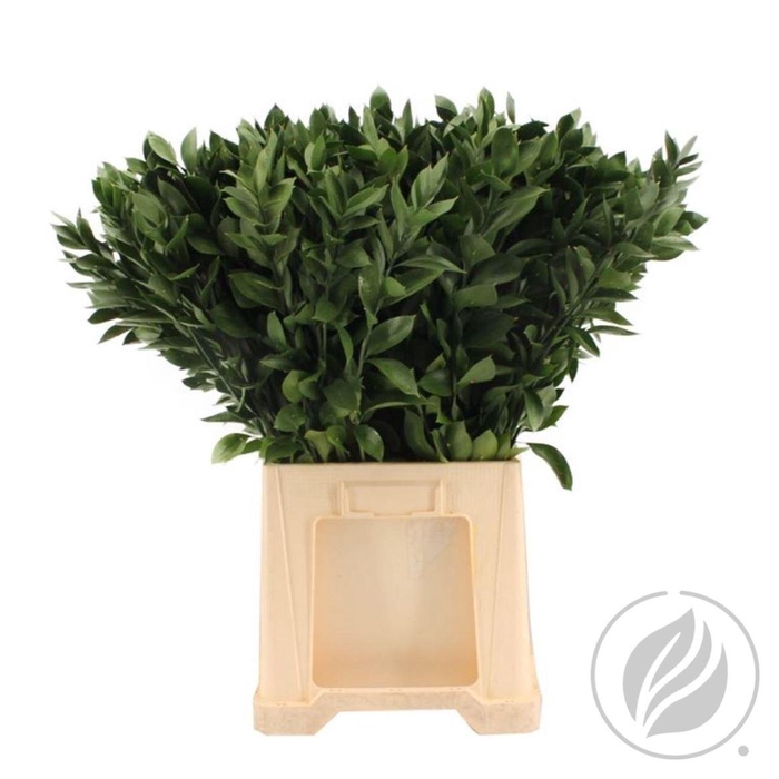 <h4>Ruscus Hypophyllum 80cm Doos</h4>