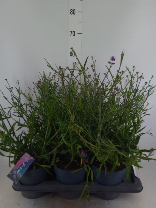 <h4>Verbena bonariensis</h4>