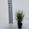 Molinia caerulea Heidebraut