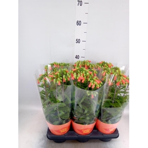 Kalanchoe HG 'Lucky Bells'