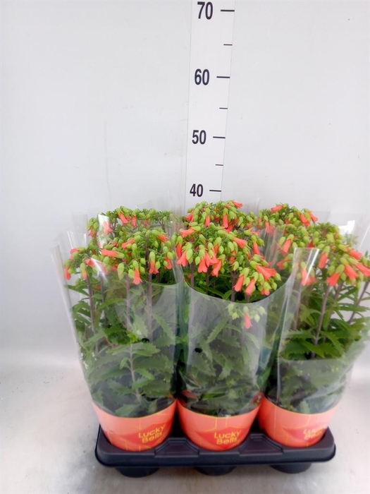 <h4>Kalanchoe HG 'Lucky Bells'</h4>