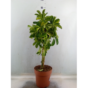 Schefflera arbor. 'Gold Capella'