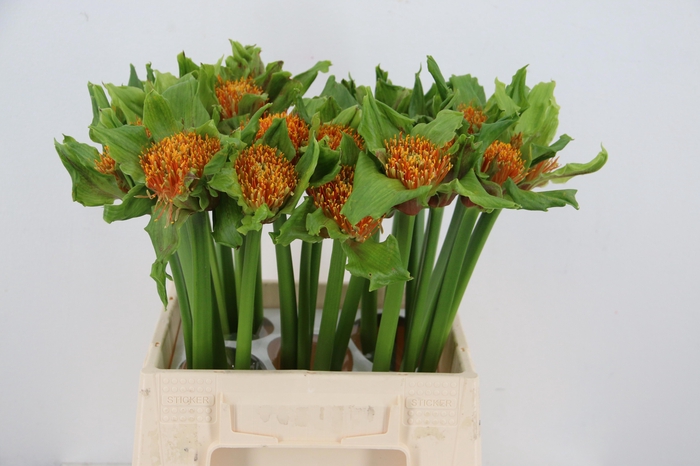 <h4>SCAD P BLITZ</h4>