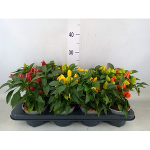 Capsicum annuum 'Samba'   ...mix