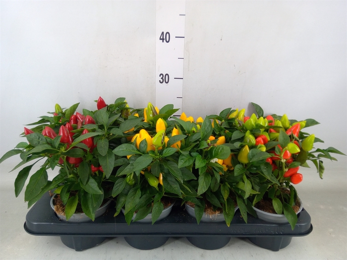 <h4>Capsicum annuum 'Samba'   ...mix</h4>
