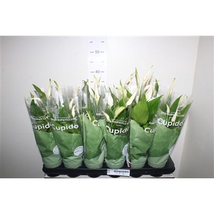 Spath Pearl Cupido