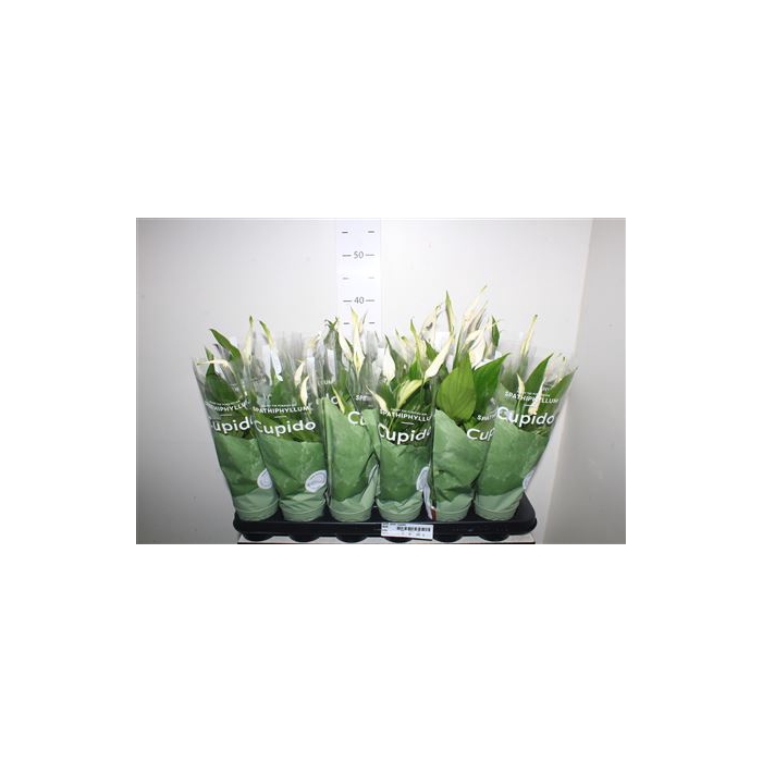 <h4>Spath Pearl Cupido</h4>