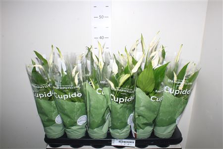 Spath Pearl Cupido