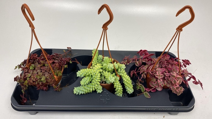 <h4>CRASS MARGINALIS</h4>