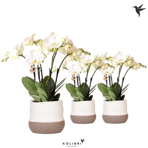 Kolibri Orchids Phalaenopsis Ghent in Imperfect Bag pot