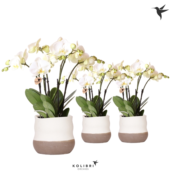 <h4>Kolibri Orchids Phalaenopsis Ghent in Imperfect Bag pot</h4>