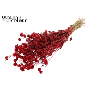 Gomphrena per bunch Red