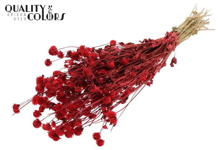 <h4>Gomphrena per bunch Red</h4>