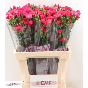 DIANTHUS SOLOMIO IMRE