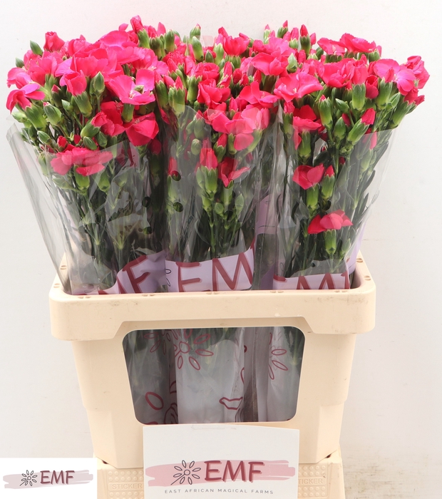 <h4>Dianthus Solomio Imre</h4>