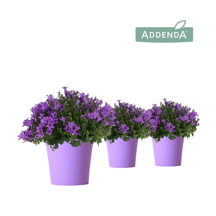 <h4>Campanula Addenda Ambella Intense purple in purple cup</h4>