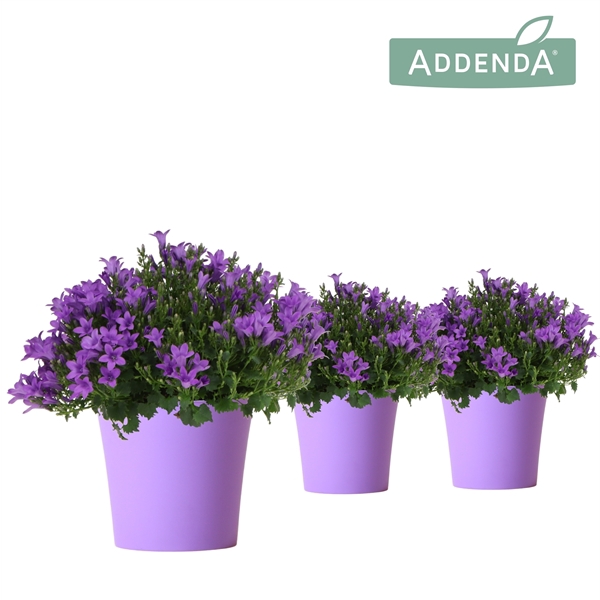<h4>Campanula Addenda Ambella Intense purple in purple cup</h4>