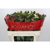 Hypericum Rainbow Romance Spray