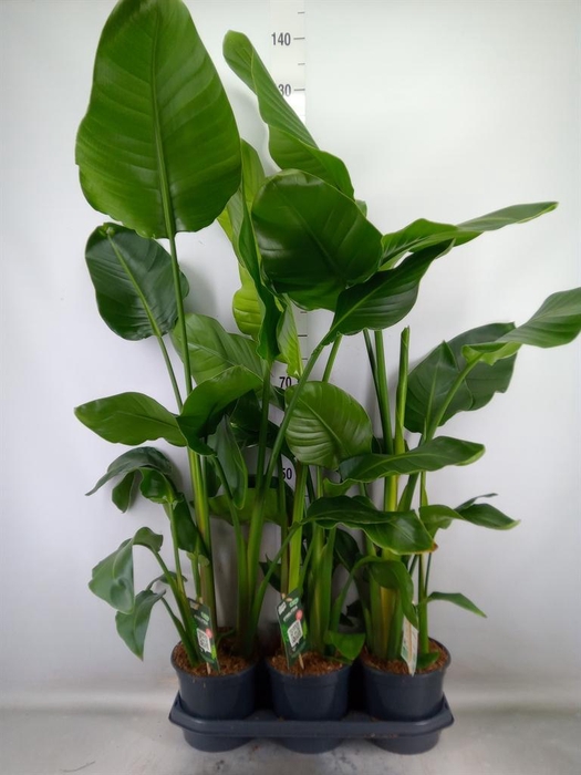 <h4>Strelitzia nicolai</h4>