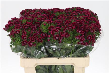 <h4>Di Barb Jolly Bre</h4>