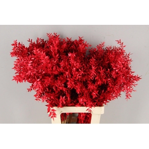 PF Ruscus 70cm Bs Red