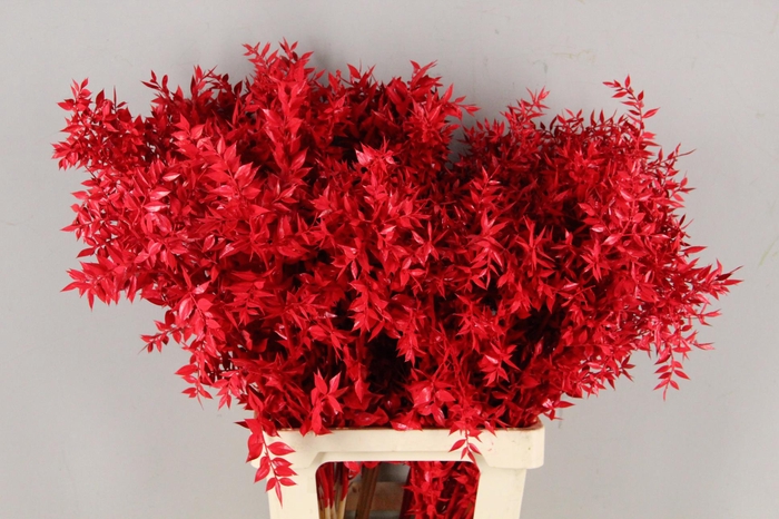 <h4>PF Ruscus 70cm Bs Red</h4>