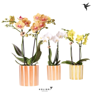 Kolibri Orchids Phalaenopsis mix 2 spike in Painted Stripe yell