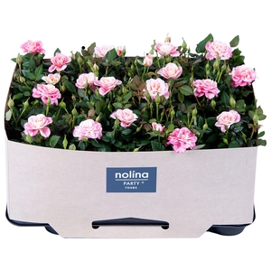 Nolina Roses Ø 7 cm Piia with tray collar