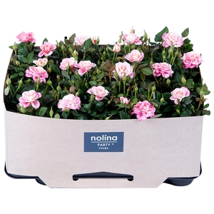 Nolina Roses Ø 7 cm Piia with tray collar