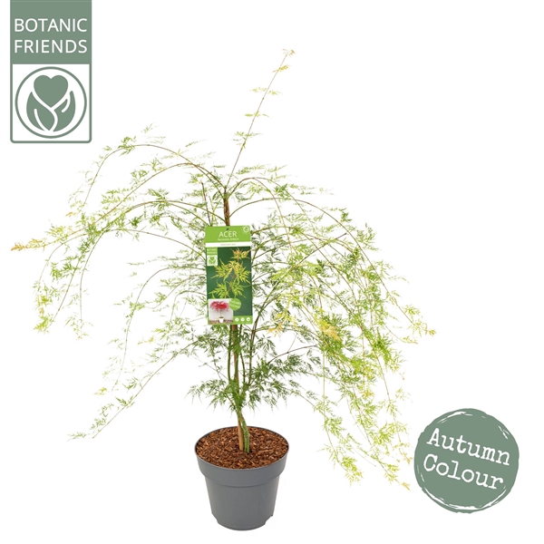 <h4>Acer palm. 'Emerald Lace'</h4>