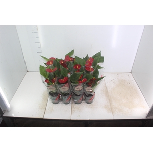 ANTHURIUM RED SUCCESS P09