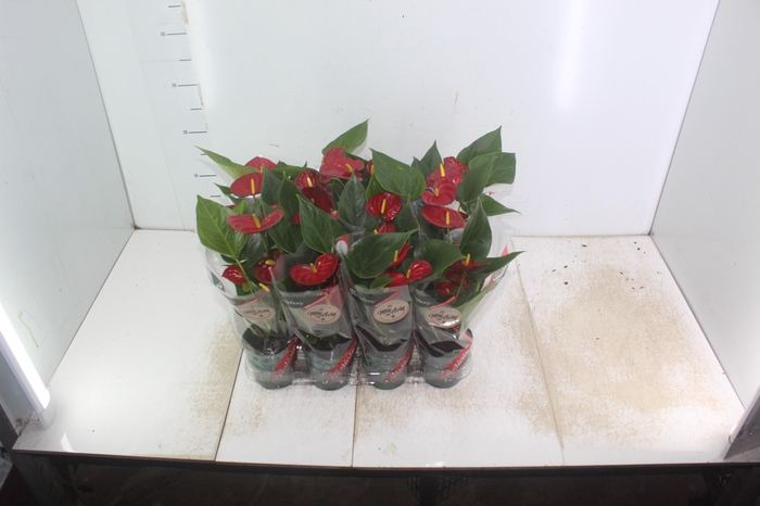 <h4>ANTHURIUM RED SUCCESS P09</h4>