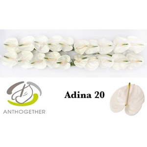 Anth A Adina 9 cm X20 Bouman