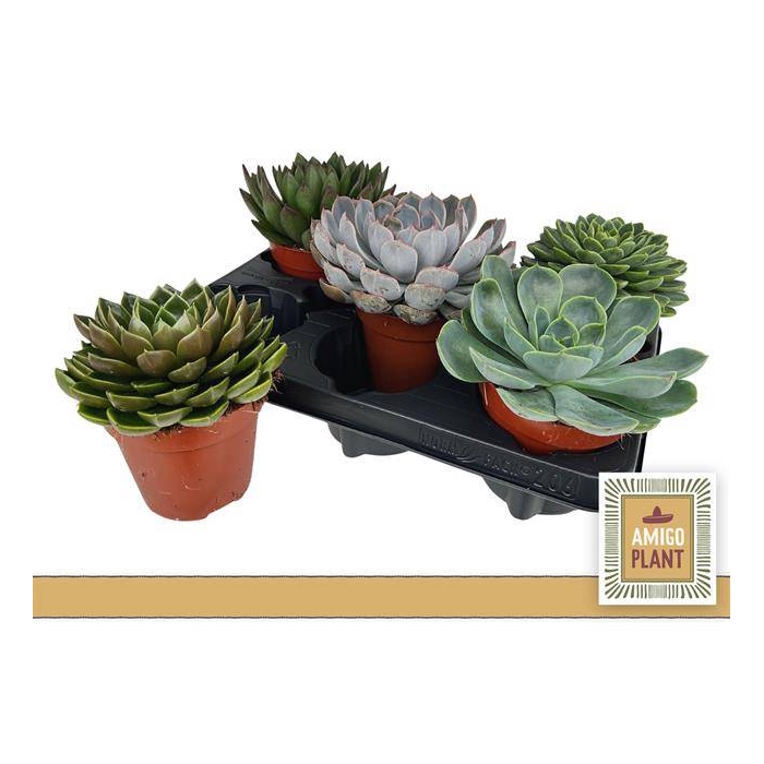 <h4>Echeveria mix 12Ø 16cm</h4>