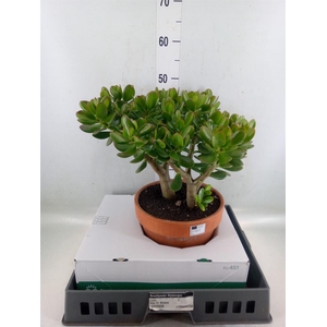 Crassula ovata