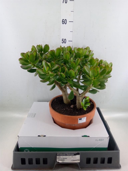 <h4>Crassula ovata</h4>