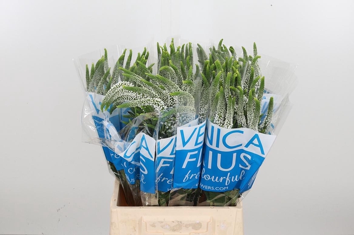 <h4>Veronica Caya Wit</h4>