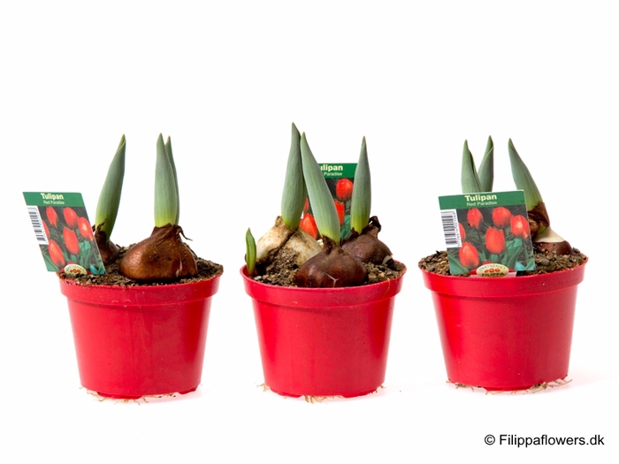 <h4>TULIPA FERGANICA P10</h4>