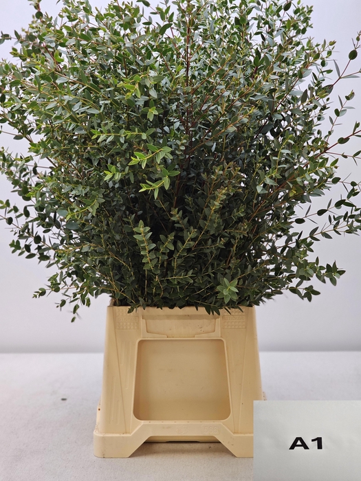 <h4>EUC PARVIFOLIA PB</h4>