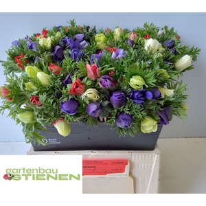 ANEM CO MONA LIS MIX