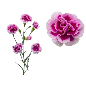 CRAVO SPRAY PASO DOBLE 060 CM