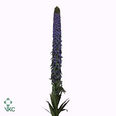 <h4>ECHIUM WEBBII</h4>