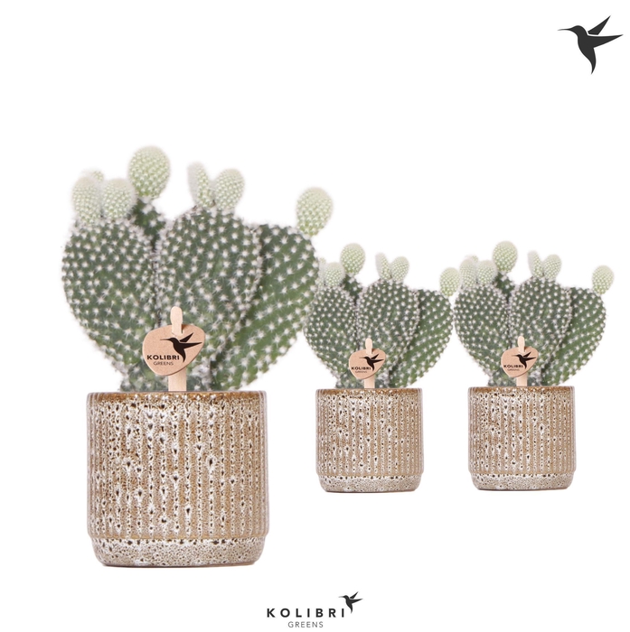 <h4>Kolibri Greens Opuntia white in Jaguar pot</h4>