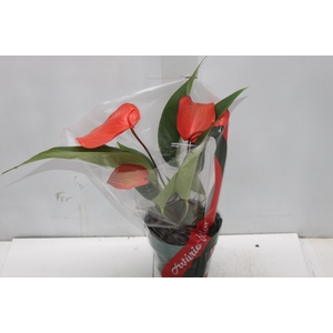ANTHURIUM SCHERZERIANUM CHRISTINE P15