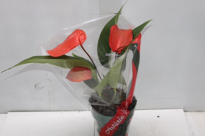 <h4>ANTHURIUM SCHERZERIANUM CHRISTINE P15</h4>