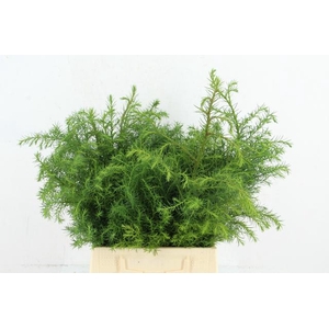 CONIFEER CR VIRIDIS PER BUNCH