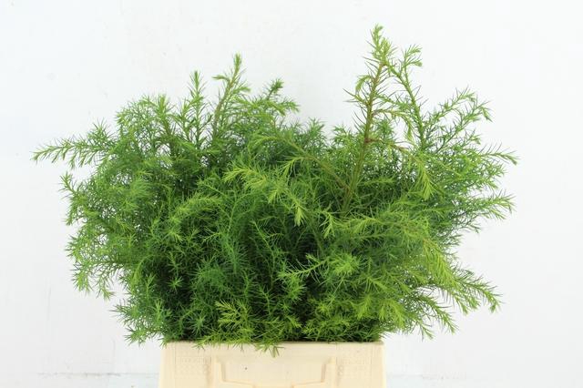 <h4>CONIFEER CR VIRIDIS PER BUNCH</h4>