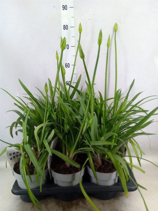 <h4>Agapanthus  'Fireworks'</h4>