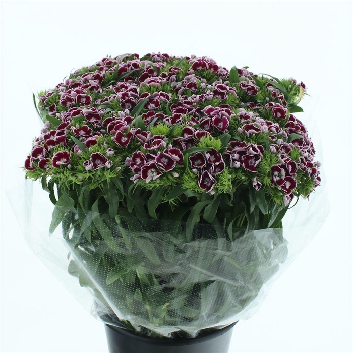 <h4>Di Barb King Super</h4>