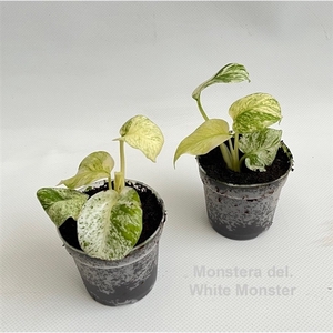 Monstera del. White Monster 7cm